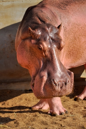 Hippopotamusesの写真素材