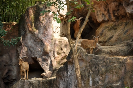 Barbary sheep are excellent, sure-footed jumpers and climbers の写真素材