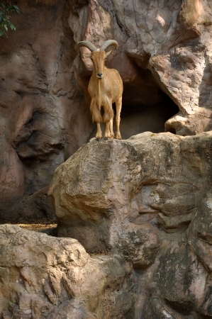 Barbary sheep are excellent, sure-footed jumpers and climbers の写真素材