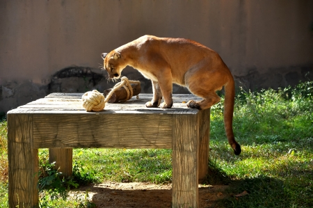 Puma are interested in the toy of it.の写真素材