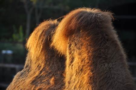 These humps help camels survive for weeks without food and water.の写真素材