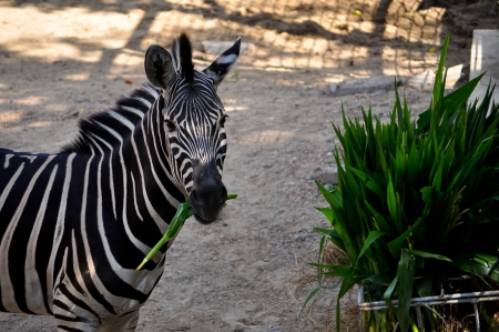 Zebras feed almost entirely on grasses, but may occasionally eat shrubs, herbs, twigs, leaves and bark.の写真素材