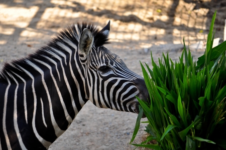 Zebras feed almost entirely on grasses, but may occasionally eat shrubs, herbs, twigs, leaves and bark. の写真素材