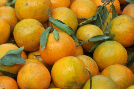 Oranges, whose flavour can vary from sweet to sour, are commonly peeled and eaten fresh or squeezed for juiceの写真素材