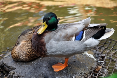 The Mallard or Wild Duck  Anas platyrhynchos  is a dabbling duck which breeds throughout the temperate and subtropical Americas, Europe, Asia, and North Africa, and has been introduced to New Zealand and Australia  の写真素材