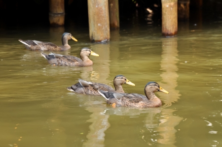 The Mallard or Wild Duck  Anas platyrhynchos  is a dabbling duck which breeds throughout the temperate and subtropical Americas, Europe, Asia, and North Africa, and has been introduced to New Zealand and Australia の写真素材
