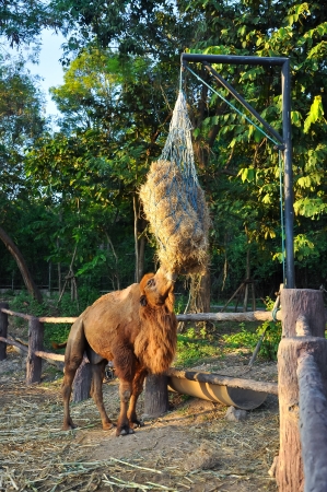Bactrian camel are delicious to eat hay of it.の写真素材