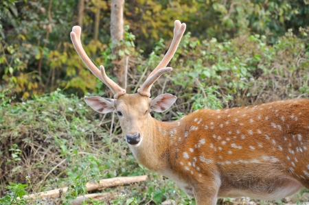 The intensive hunting of sika during the Dutch era must have severely decreased the population of sika  の写真素材