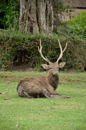 Activity in the sika deer occurs mostly from dusk to dawn, though daytime activity is not unknown の写真素材