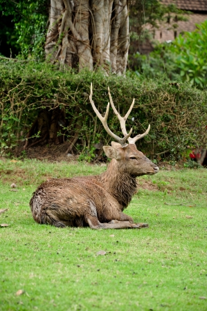 Activity in the sika deer occurs mostly from dusk to dawn, though daytime activity is not unknown の写真素材