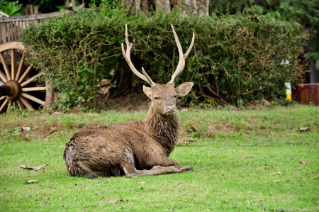Activity in the sika deer occurs mostly from dusk to dawn, though daytime activity is not unknown の写真素材