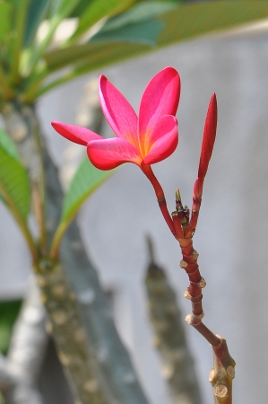 Siam Red frangipani flowers were bright red の写真素材