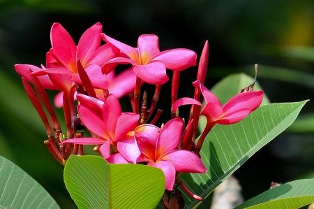 Siam Red frangipani flowers were bright red の写真素材