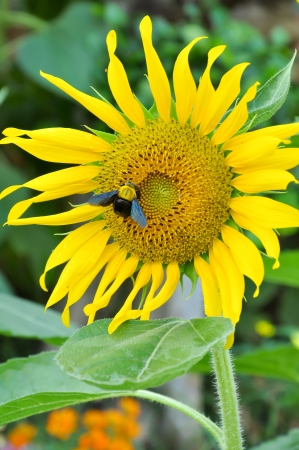 Bumblebees are social insects that are characterised by black and yellow body hairs, often in bands の写真素材