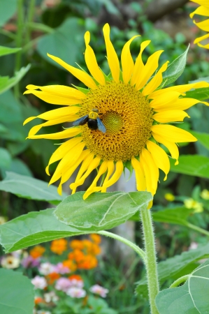 Bumblebees are social insects that are characterised by black and yellow body hairs, often in bands の写真素材