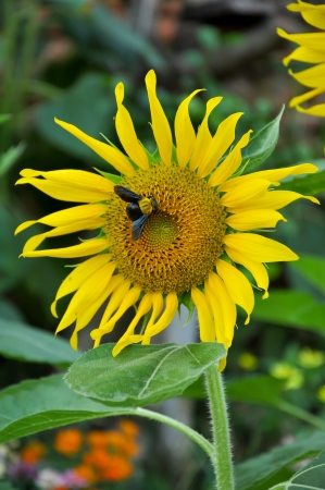 Bumblebees are social insects that are characterised by black and yellow body hairs, often in bands の写真素材