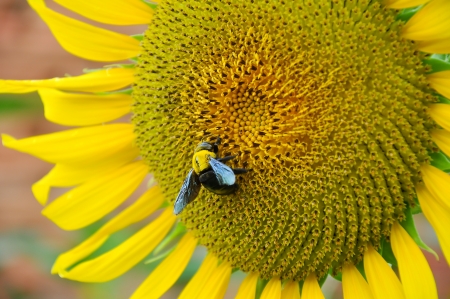 Bumblebees are social insects that are characterised by black and yellow body hairs, often in bands の写真素材