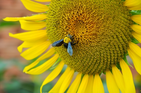 Bumblebees are social insects that are characterised by black and yellow body hairs, often in bands の写真素材