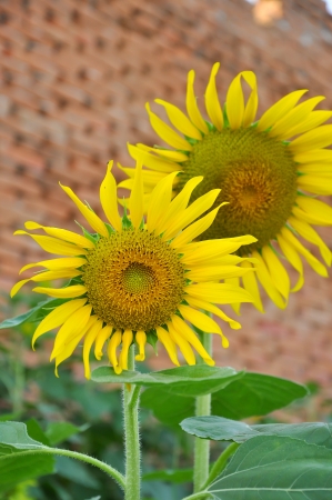 The flower petals within the sunflowerの写真素材