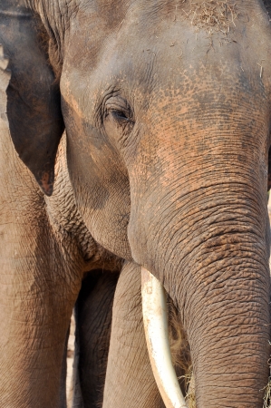 Asian elephants, smaller than their African cousins, are highly endangered.の写真素材