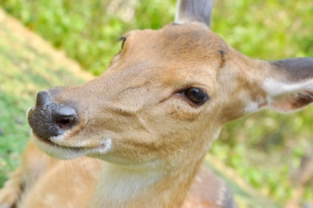 small deer of Japan with slightly forked antlersの写真素材