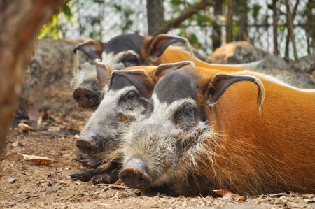 Red river hogs are omnivores and in the wild, eat a variety of foods including grass, berries, insects and carrion.の写真素材