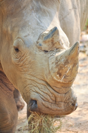 White rhinos have two horns, the foremost more prominent than the other.の写真素材