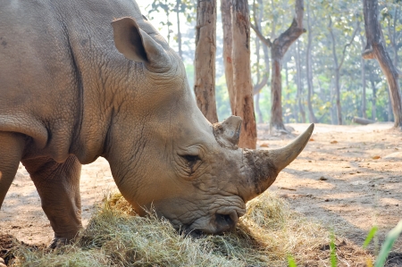 White rhinos live on Africa's grassy plains, where they sometimes gather in groups of as many as a dozen individuals.の写真素材