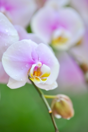 The culture of Phalaenopsis involves windowsill light and consistent moisture. の写真素材