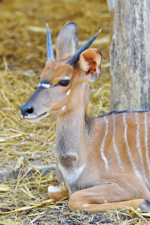 The nyala, also called inyala, is a spiral-horned antelope native to southern Africa.の写真素材