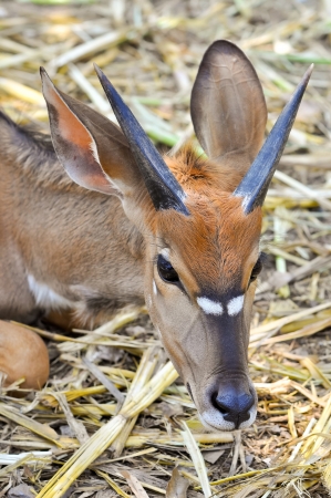 The nyala, also called inyala, is a spiral-horned antelope native to southern Africa.の写真素材