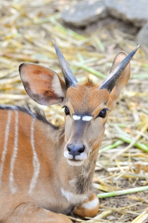 The nyala, also called inyala, is a spiral-horned antelope native to southern Africa.の写真素材