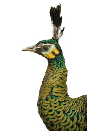 The Green Peafowl is capable of sustained flight and is often observed on wing の写真素材