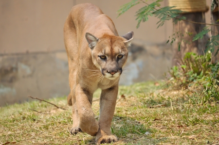 The cougar, also known as the pumaの写真素材