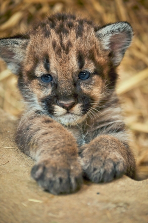 When cougars are born, they have spots, but they lose them as they grow, and by the age of 2 1/2...