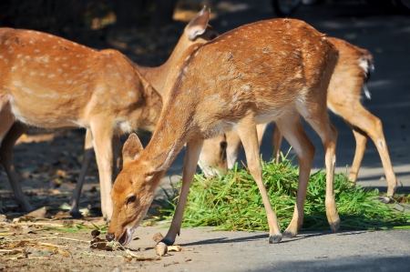 Sika eat the leaves of myrtle bushes, grasses, persimmons, shrubs, and other plants on Assateague Island  They even eat poison ivy の写真素材