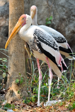 Painted Stork is widely distributed over the plains of Asia の写真素材