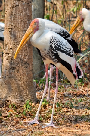 Painted Stork is widely distributed over the plains of Asia の写真素材