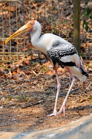 Painted Stork is widely distributed over the plains of Asia の写真素材