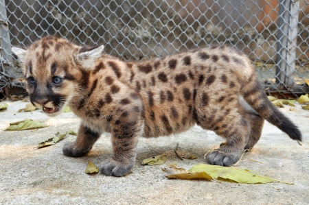 When cougars are born, they have spots, but they lose them as they grow, and by the age of 2 1/2 years, they will completely be goneの写真素材