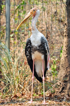 Painted Stork is widely distributed over the plains of Asia.の写真素材