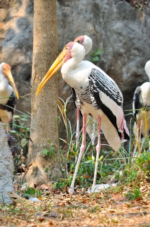 Painted Stork is widely distributed over the plains of Asia.の写真素材