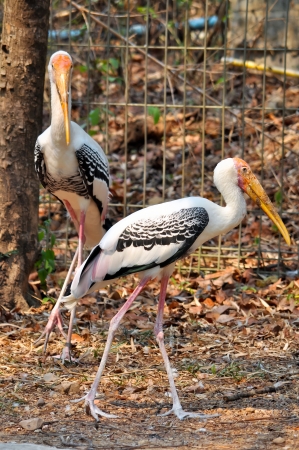 Painted Stork is widely distributed over the plains of Asia.の写真素材