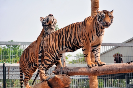 Tigers, like children and dogs, can be taught to modify their behavior through the skilled application of reward and discipline.の写真素材