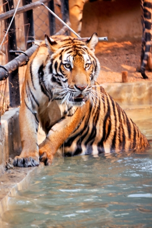 Tigers, like children and dogs, can be taught to modify their behavior through the skilled application of reward and discipline.の写真素材