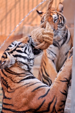 Tigers, like children and dogs, can be taught to modify their behavior through the skilled application of reward and discipline の写真素材