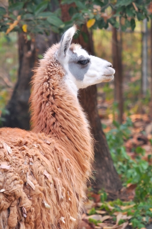 The llama is a domesticated South American camelid, widely used as a meat and pack animal by Andean cultures since pre-Hispanic times の写真素材