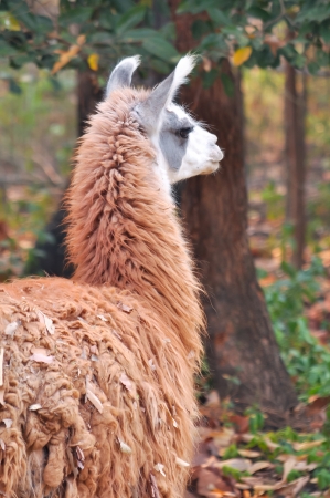 The llama is a domesticated South American camelid, widely used as a meat and pack animal by Andean cultures since pre-Hispanic times の写真素材