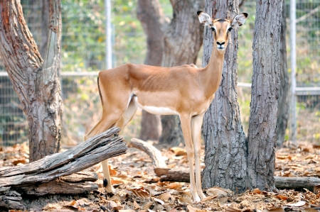 Impala is a medium-sized African antelope の写真素材