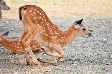 Baby sika deer is reddish-brown with white spots, and spends the first week of its life lying still in long grass, visited by its mother for feeding の写真素材
